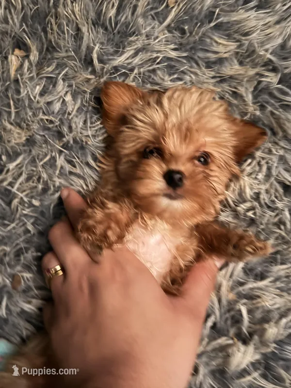 Apollo – Yorkshire Terrier puppy for sale in Denver, CO