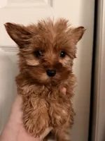 Teacup Rayo, a male Yorkshire Terrier for sale in Denver, CO – Photo 1 of 4
