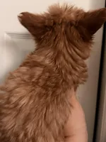 Teacup Rayo, a male Yorkshire Terrier for sale in Denver, CO – Photo 4 of 4