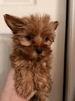 Teacup Rayo, a male Yorkshire Terrier for sale in Denver, CO – Photo 3 of 4