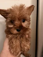 Teacup Rayo, a male Yorkshire Terrier for sale in Denver, CO – Photo 2 of 4