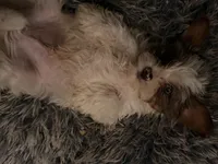 Zeus, a male Yorkshire Terrier for sale in Denver, CO – Photo 4 of 5