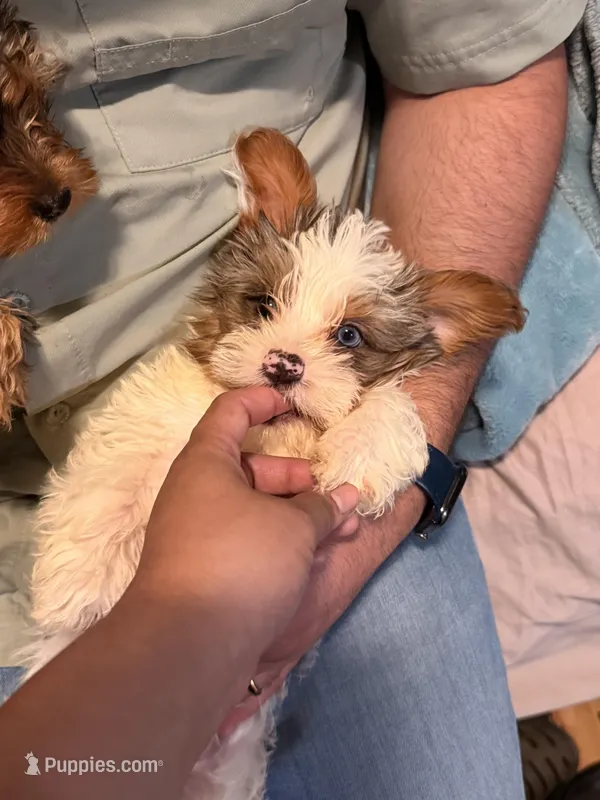 Zeus – Yorkshire Terrier puppy for sale in Denver, CO