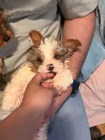 Zeus, a male Yorkshire Terrier for sale in Denver, CO – Photo 3 of 5