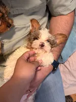 Zeus, a male Yorkshire Terrier for sale in Denver, CO – Photo 5 of 5