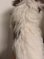 Zeus, a male Yorkshire Terrier for sale in Denver, CO – Photo 2 of 5