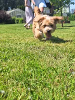 PUMPKIN, a male Shihpoo and Shih Tzu for sale in Bellingham, WA – 6 of 10