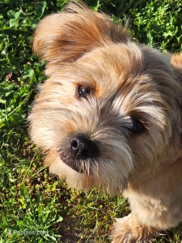 PUMPKIN – Shih Tzu puppy for sale in Bellingham, WA