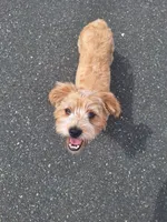 PUMPKIN, a male Shih Tzu for sale in Bellingham, WA – 2 of 6