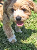 PUMPKIN, a male Shihpoo and Shih Tzu for sale in Bellingham, WA – 7 of 10