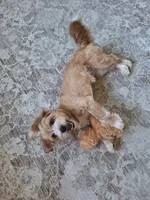 PUMPKIN, a male Shihpoo and Shih Tzu for sale in Bellingham, WA – 5 of 10