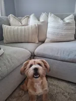 PUMPKIN, a male Shihpoo and Shih Tzu for sale in Bellingham, WA – 2 of 10