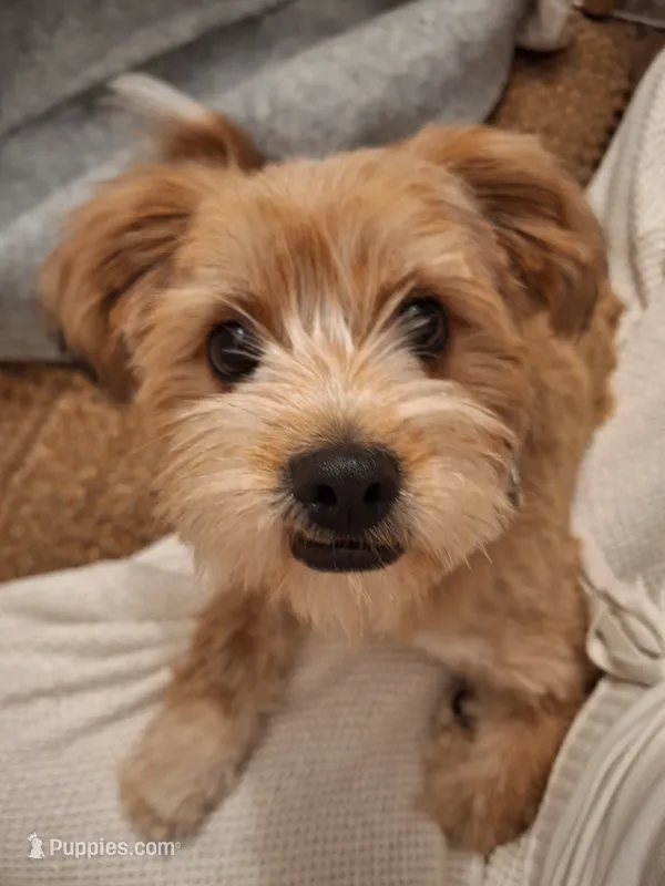 PUMPKIN – Shih Tzu puppy for sale in Bellingham, WA