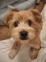 PUMPKIN, a male Shih Tzu for sale in Bellingham, WA – 1 of 6