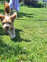 PUMPKIN, a male Shihpoo and Shih Tzu for sale in Bellingham, WA – 3 of 10