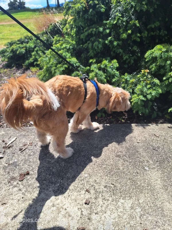 PUMPKIN – Shih Tzu puppy for sale in Bellingham, WA
