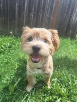 PUMPKIN, a male Shih Tzu for sale in Bellingham, WA – 6 of 6
