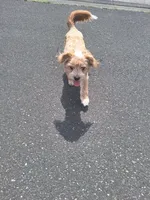 PUMPKIN, a male Shih Tzu for sale in Bellingham, WA – 5 of 6