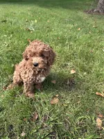 Brady , a male Cavapoo for sale in Dayville, CT – 3 of 3