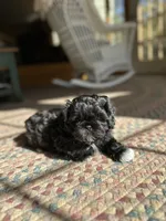 Midnight , a male Shih Tzu for sale in Dayville, CT – 2 of 4