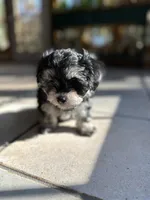 Amber , a female Morkie for sale in Dayville, CT – 2 of 3