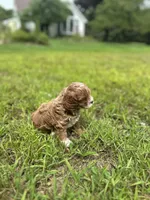 Cookie , a female Cavapoo for sale in Dayville, CT – 2 of 3