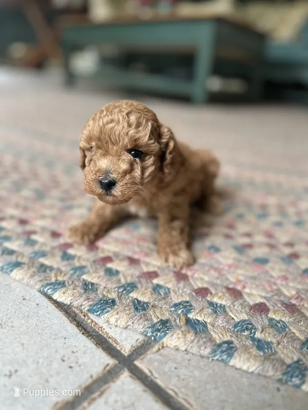 Brownie  – Poodle - Miniature  puppy for sale in Dayville, CT