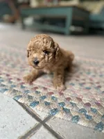 Brownie , a female Poodle - Miniature  for sale in Dayville, CT – 1 of 4