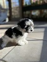 Domino , a female Morkie for sale in Dayville, CT – 2 of 2