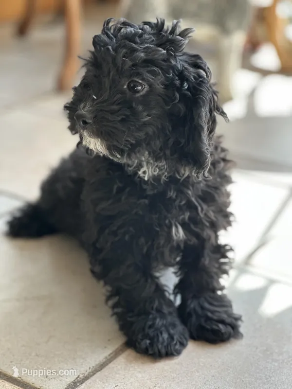 Blackie  – Cavapoo puppy for sale in Dayville, CT