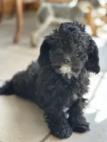 Blackie , a male Cavapoo for sale in Dayville, CT – Photo 2 of 2
