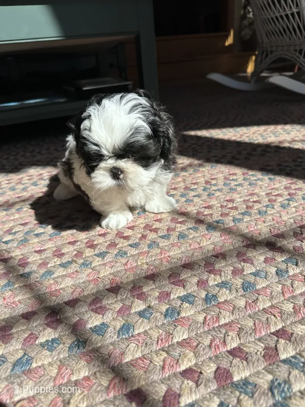 Spot – Shih Tzu puppy for sale in Dayville, CT