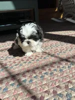Spot, a male Shih Tzu for sale in Dayville, CT – 1 of 3