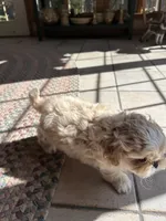 Bailey , a male Shih Tzu for sale in Dayville, CT – 3 of 3