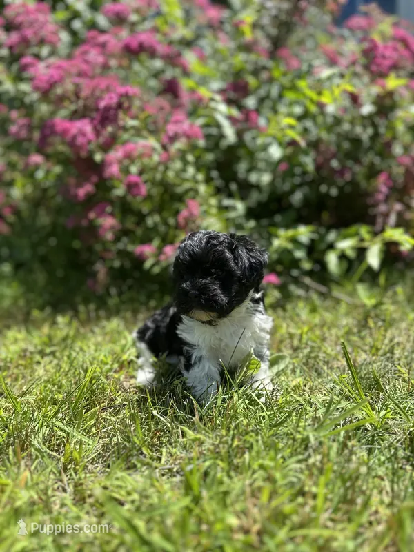 Gizmo – Shichon puppy for sale in Dayville, CT