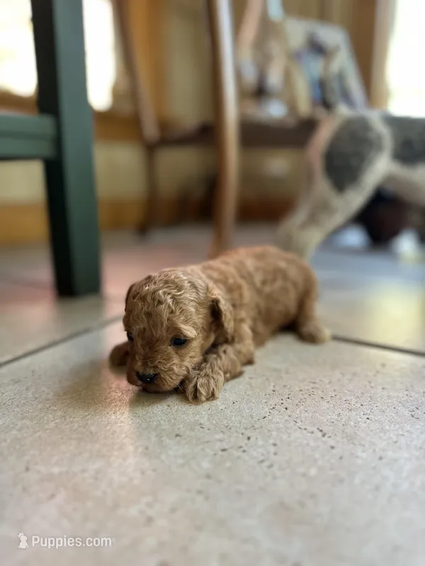 Brownie  – Poodle - Miniature  puppy for sale in Dayville, CT