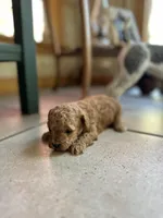 Brownie , a female Poodle - Miniature  for sale in Dayville, CT – 1 of 2