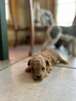 Brownie , a female Poodle - Miniature  for sale in Dayville, CT – 2 of 2