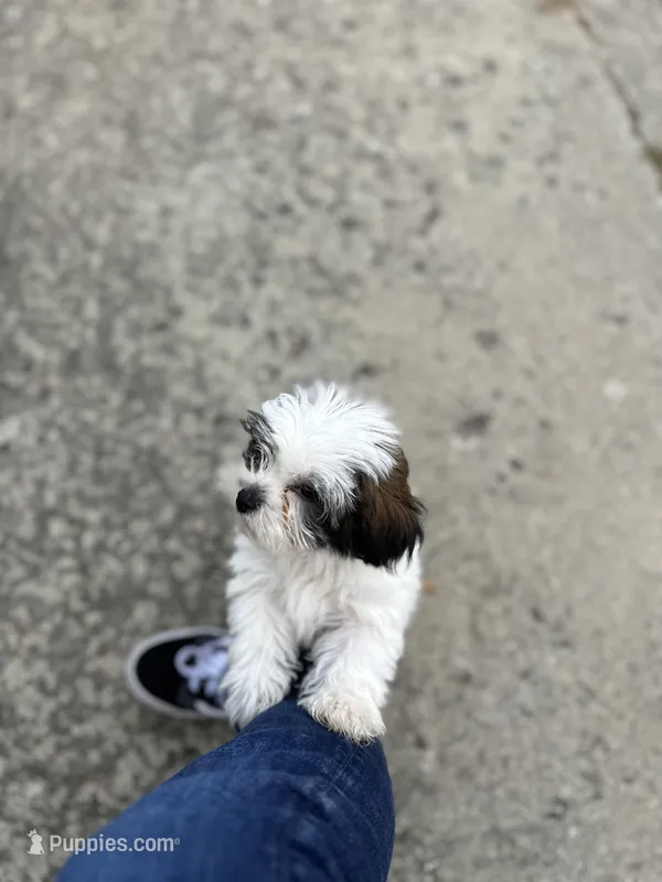 Marley  – Shichon puppy for sale in Dayville, CT