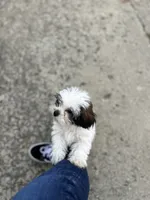 Marley , a female Shichon for sale in Dayville, CT – 1 of 3