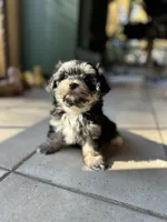 Snickers , a female Morkie for sale in Dayville, CT – 2 of 3