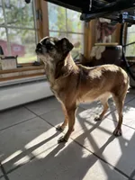 Annie , a female Brussels Griffon for sale in Dayville, CT – Photo 3 of 3