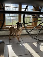 Annie , a female Brussels Griffon for sale in Dayville, CT – Photo 2 of 3