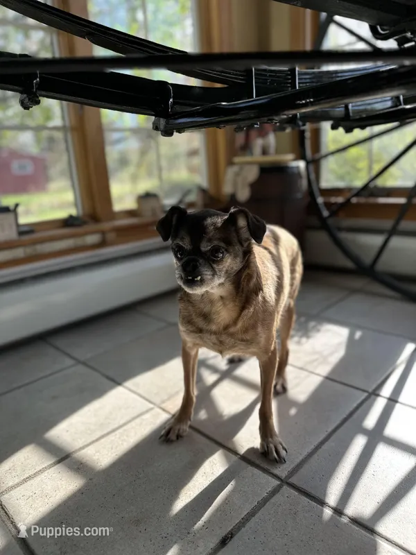 Annie  – Brussels Griffon puppy for sale in Dayville, CT