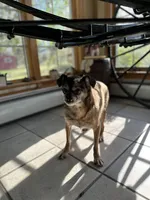 Annie , a female Brussels Griffon for sale in Dayville, CT – Photo 1 of 3