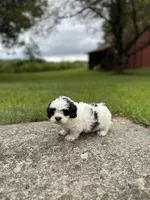 Oreo , a male Shichon for sale in Dayville, CT – 2 of 2
