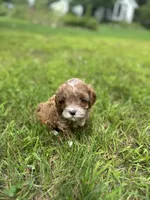 Cookie , a female Cavapoo for sale in Dayville, CT – 3 of 3