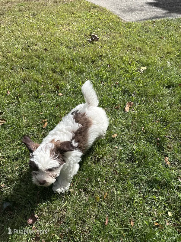 Toffee  – Shichon puppy for sale in Dayville, CT