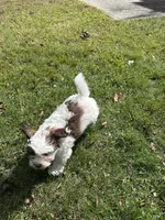 Toffee , a male Shichon for sale in Dayville, CT – 1 of 3