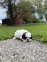 Toffee , a female Shichon for sale in Dayville, CT – 2 of 2